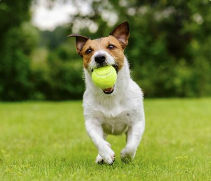 Comment obtenir un bon comportement 1 bon comportement