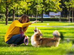 renforcement positif chien uai entraînez votre chien